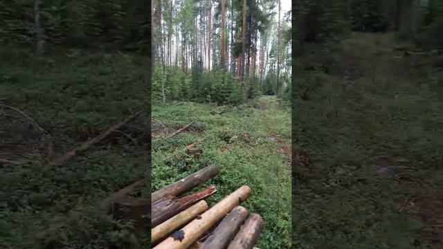 Взял жену с собой в лес, показать как выглядит привада на медведя смотреть онлайн