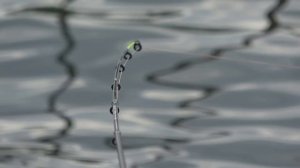 Рыбалка на фидер для НОВИЧКА!!! Как ловить на Фидер правильно! Выбор места ловли. Монтаж снасти