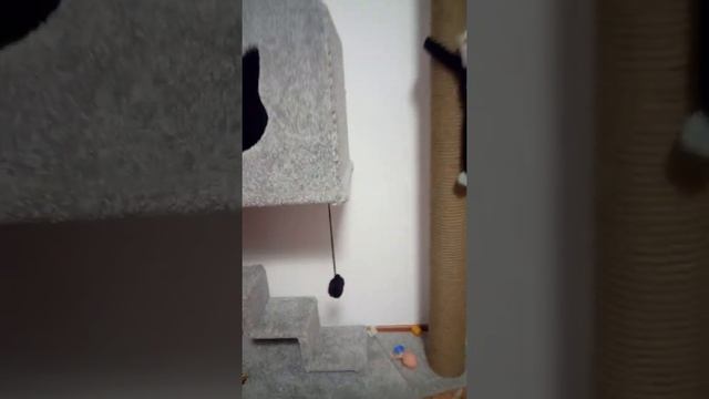 уголок для мейн куна своими руками смотреть онлайн