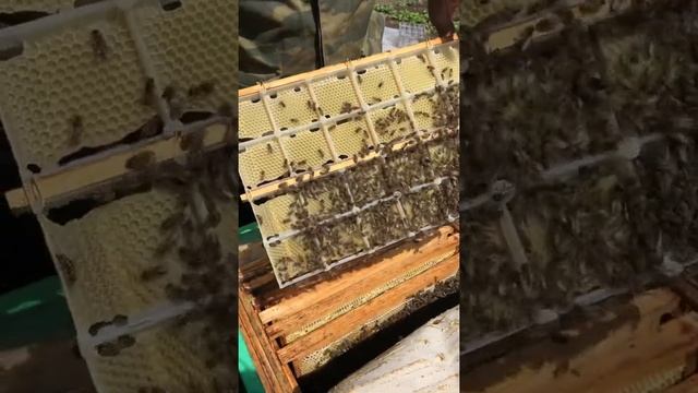 Этапы производства минирамок мёда в сотах смотреть онлайн