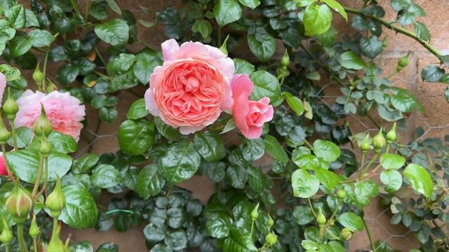 David Austin Rose, Strawberry Hill Rose, Climbing Rose, Pink Rose 草莓山 月季 玫瑰 смотреть онлайн