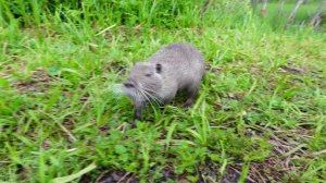 Нутрии разведение на воле