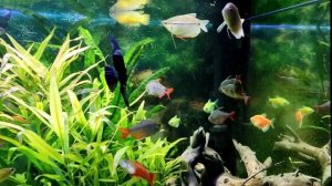 Дубовые листья в аквариуме. очень полезная и главное бесплатная штука??