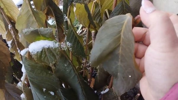 замерзла гортензия