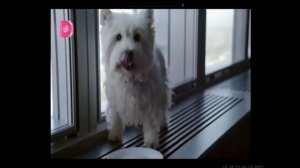 Анонсы и реклама (Домашний, 04.10.2019) (6)