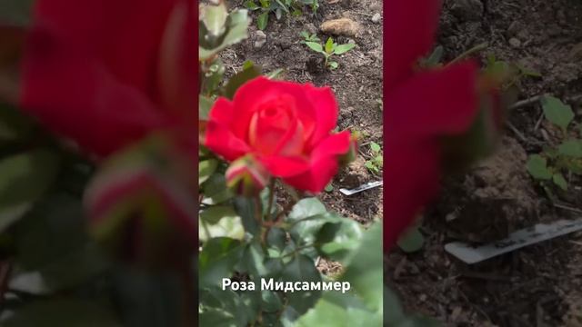 Роза Мидсаммер / rose Midsummer смотреть онлайн