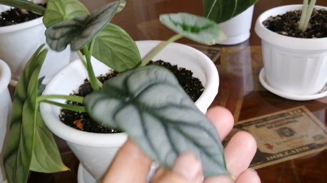 Алоказии часть 2