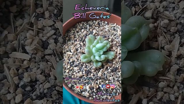 Echeveria 'Bill Gates' 💚💗 смотреть онлайн