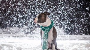 Андре Рье - Фернандо - Празднование ABBA