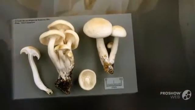 Hypsizygus elongatipes - fungi kingdom смотреть онлайн