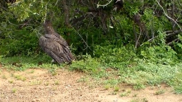 Marshall Eagle with Monitor Lizard at Lubyebye 1 смотреть онлайн