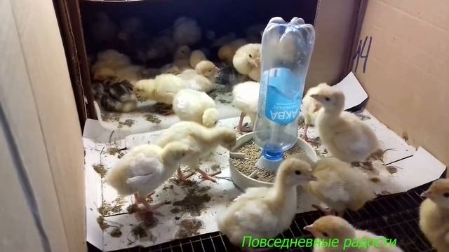 Индюшата Белые и Серебро 1я неделя. Чем пропоить. смотреть онлайн
