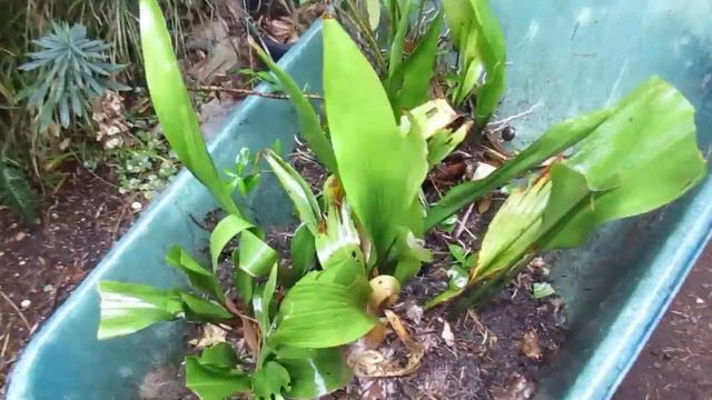 Deer Eat Cast Iron Plant смотреть онлайн