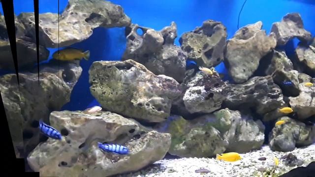 Релакс видео: аквариум