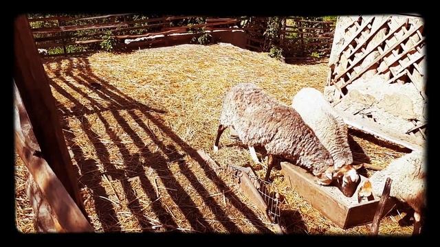 Овцы романовской породы. Кормление и уход. Как растет молодняк? смотреть онлайн