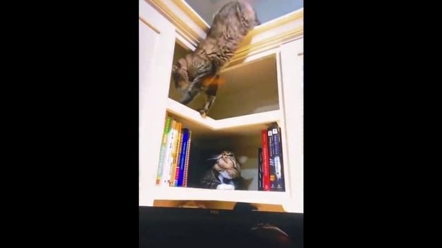 Ржачные коты? смотреть онлайн