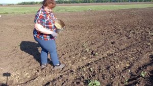 Как правельно посеять люцерну в ручную /Норма высева на 10 соток.