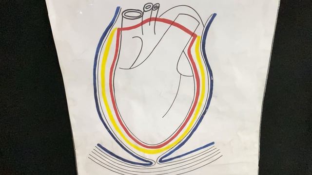 Оболочки сердца смотреть онлайн