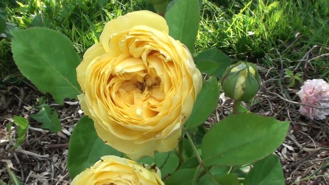 Что надо обязательно сделать в саду в начале июля ! смотреть онлайн