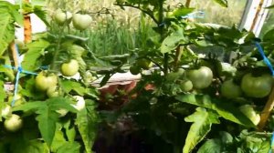 #томаты Сибирский скороспелый