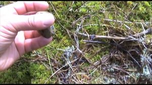 Гнезда птиц. Наблюдения за птенцами.