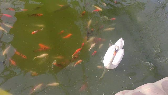 Лебеди, карпы Кои. Shik Village, дача в паркентском районе, Ташкентская область, Узбекистан