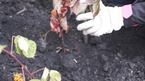 Сажаю ежевику, только осенью! Рассказываю секрет Как посадить ежевику осенью ?