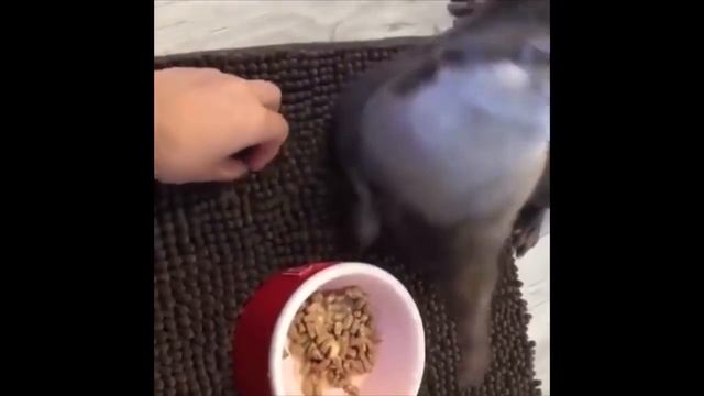 Балдежная выдра смотреть онлайн