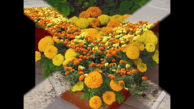 Красивое оформление клумб бархатцами смотреть онлайн