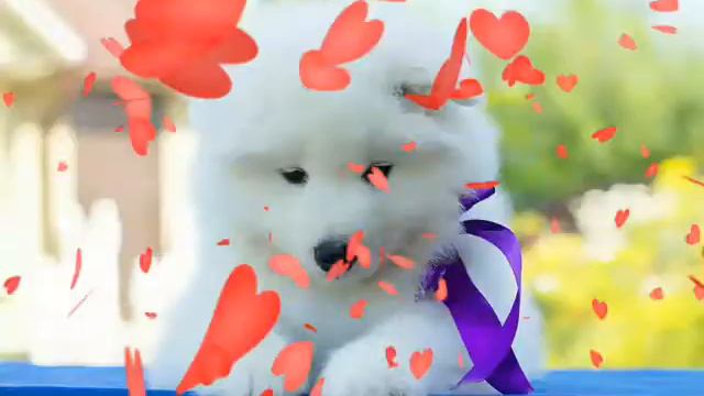 Самоедская лайка. Собака - улыбака смотреть онлайн