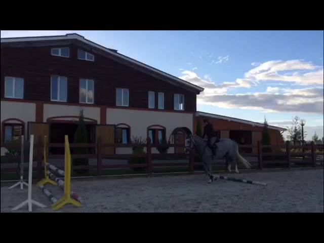 Catalea ( Quite Calido - Charisma - Landgraf)