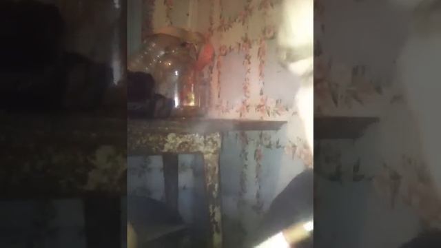 Читаю стихи!!! смотреть онлайн