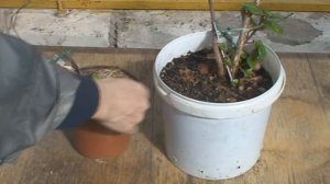 Фуксии после зимовки: ответы на вопросы