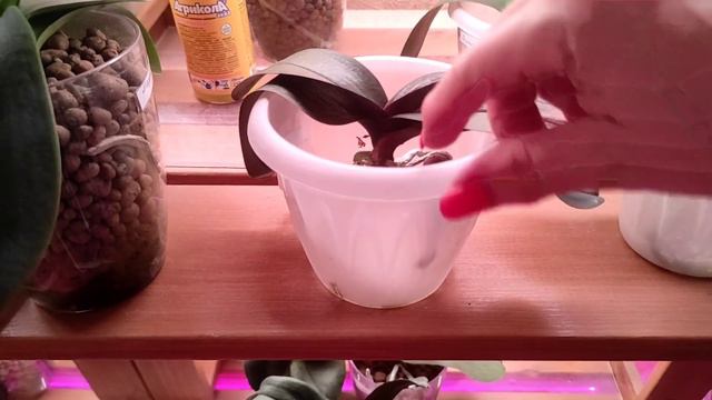 18.09.22.мои ОРХИДЕИ после жаркого лета.. смотреть онлайн