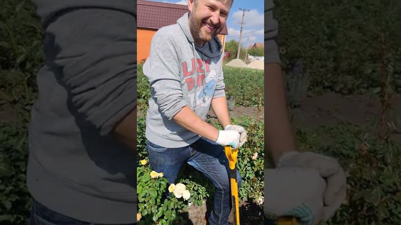 купить кусты роз чайно-гибридных и спрей. продажа саженцев оптом и в розницу http://rosebushes.ru/ смотреть онлайн