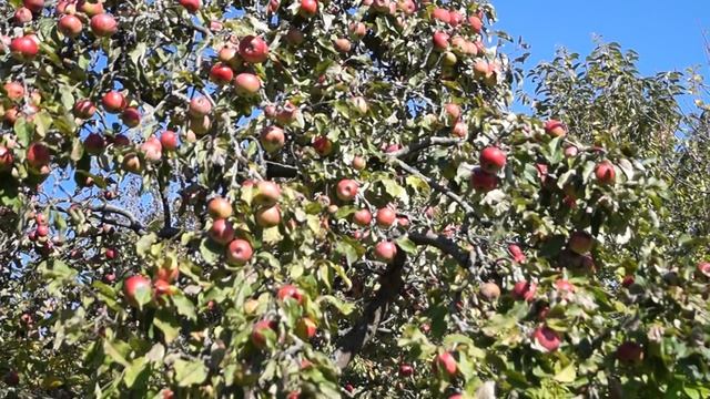 Правильная обрезка плодовых деревьев осенью - яблони. Видео как обрезать яблоню - уход смотреть онлайн