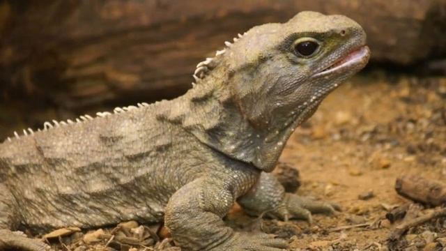 Гаттерия, или туатара (лат. Sphenodon punctatus) смотреть онлайн
