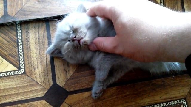 Котенок спит без задних ног смотреть онлайн