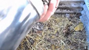 как разводить красных калифорнийских червей в домашних условиях