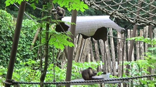Apenheul Primate Park (Apeldoorn, The Netherlands) - Part 1 смотреть онлайн