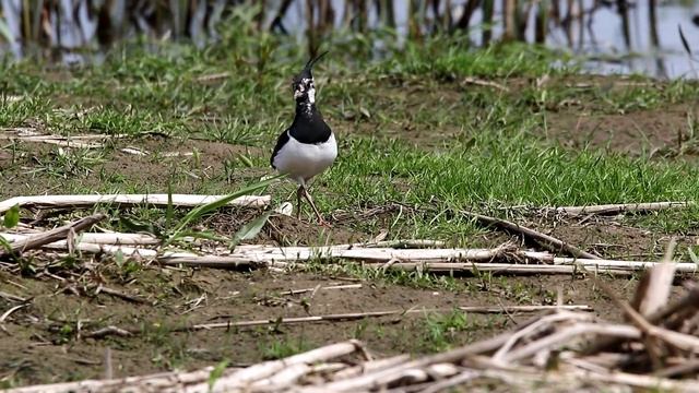 Чибис идет к гнезду. Vanellus vanellus. Птицы Беларуси. смотреть онлайн