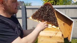 КЕННИЙСКИЙ УЛЕЙ - ЛУЧШАЯ КОЛОДА ДЛЯ ПЧЁЛ