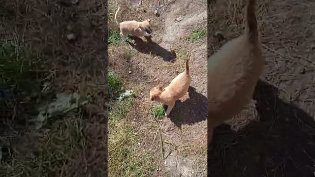 Щенки весело играют смотреть онлайн