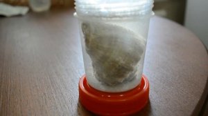 очистка ракушки рапана для сувенира