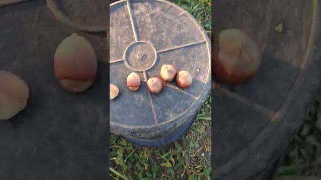 Фундук Бадем или не Бадем. смотреть онлайн