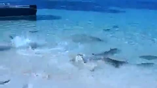 Карибские акулы / www.kengarags.ru смотреть онлайн