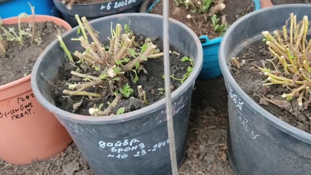 Хризантема мультифлора. При какой температуре опускаю в погреб. Чем грозит ранняя уборка. смотреть онлайн