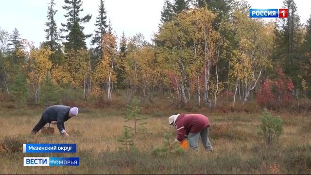 В регионе - рекордный урожай клюквы смотреть онлайн