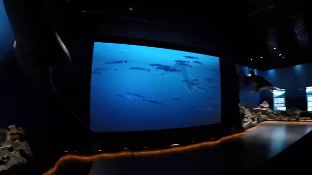 Океанариум Владивосток смотреть онлайн