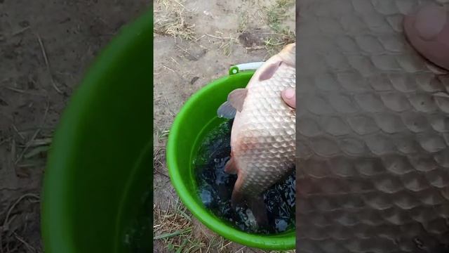Пруд в деревне, запуск крупного карася, карась с икрой смотреть онлайн